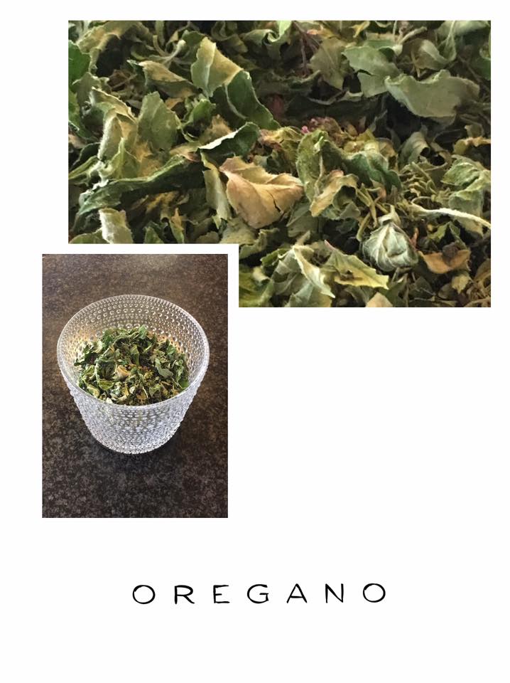 You are currently viewing Oregano